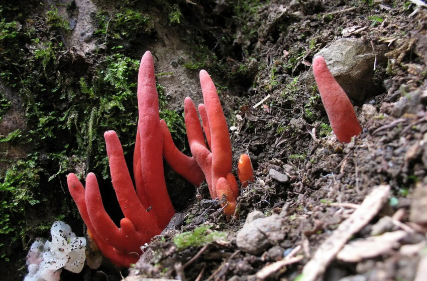  Frumoasa și mortala- o ciupercă ciudată care se răspândește activ pe întreaga planetă