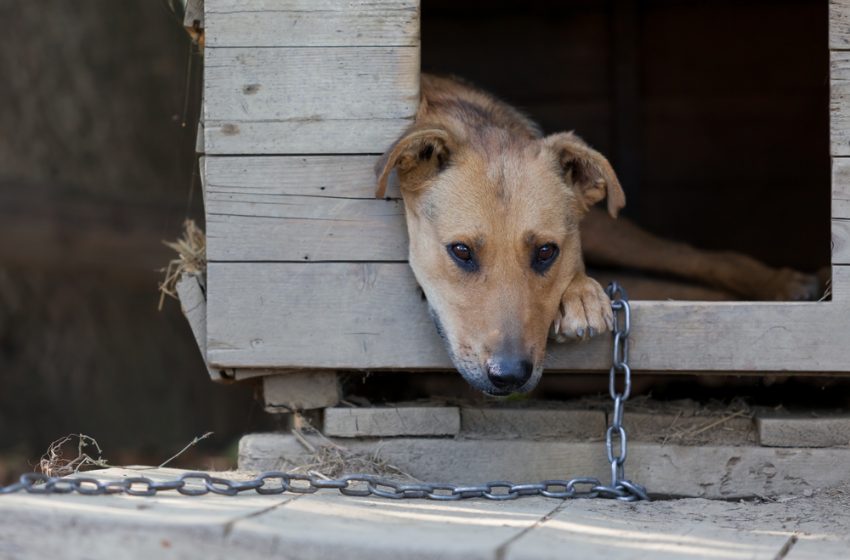  Cei care își țin câinii legați in lanțuri vor primi amenzi mari si in unele cazuri închisoare.