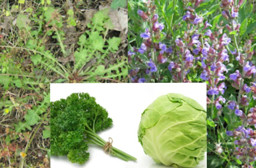  Patru plante în fața cărora se închină chiar și oamenii de știință.