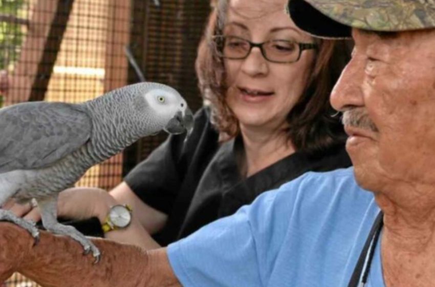  Un papagal britanic a dispărut timp de patru ani – s-a întors vorbind în spaniolă.