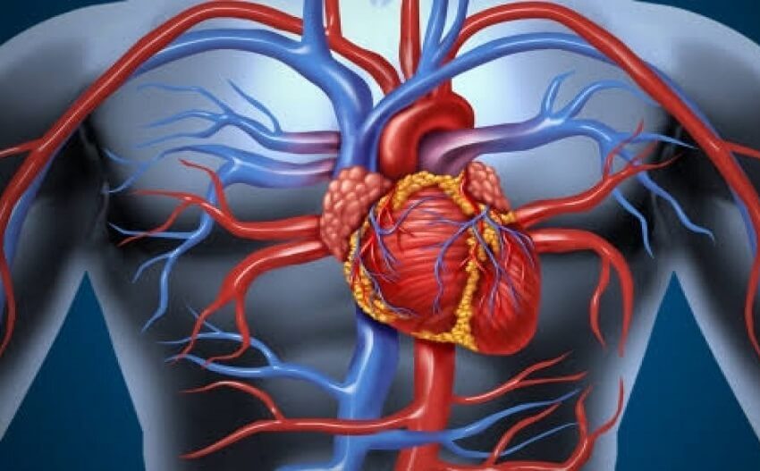  Sistemul circulator: Minunile „instalațiilor sanitare” ale corpuluiI!