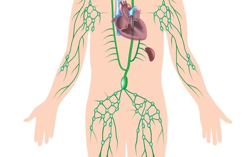  Limfa: Ajutorul secret al corpului tău.Ea colecționează:— Deșeuri celulare— Toxine— Bacterii— Viruși— Exces de lichide— Particule de grăsime