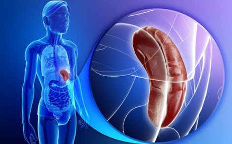  Splina este a doua „mamă” a corpului.