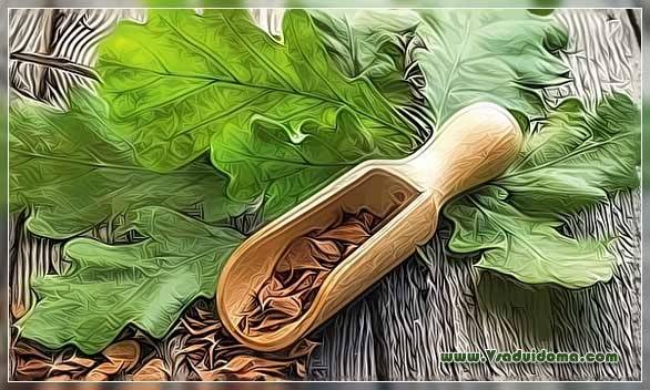  Scoarța de stejar oprește hemoragiile,trateaza splina si vindeca varicele.