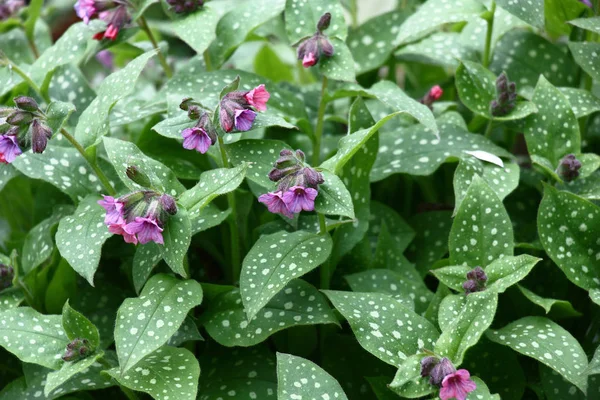  Leucemia poate fi învinsă cu planta pulmonaria.