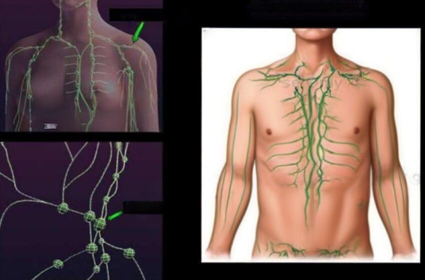  Sistemul limfatic: Contribuie la apărarea organismului, repararea țesuturilor și eliminarea toxinelor.
