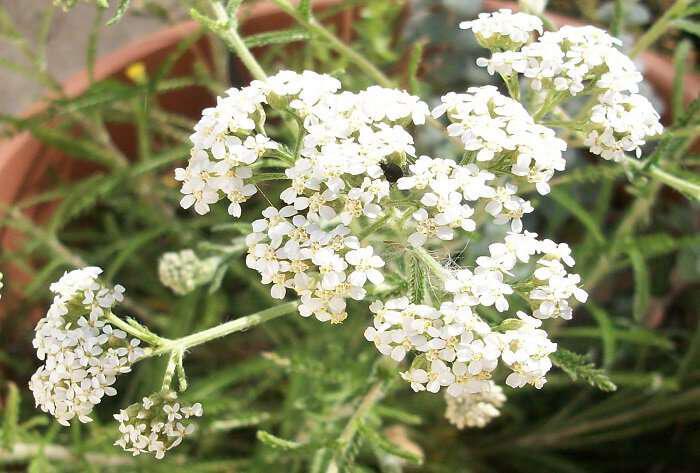  Coada șoricelului :se bucură aproape  fiecare organ al corpului de aceasta planta.