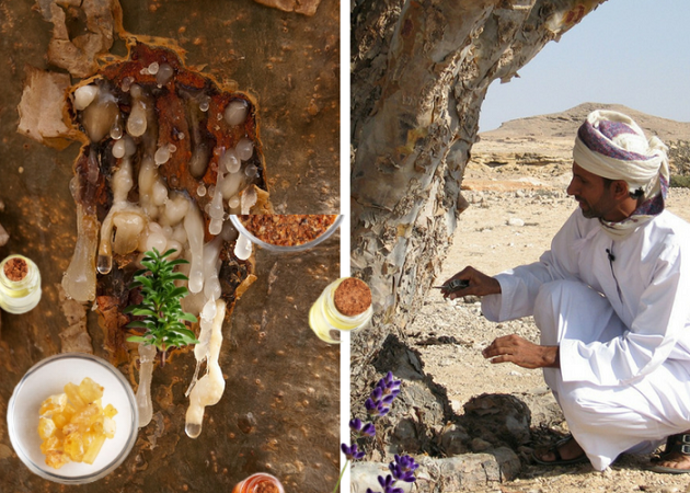  Cercetătorii de la  Universitatea din Leicester  au demonstrat, pentru prima dată, potențialul tratării cancerului ovarian folosind tămâia.