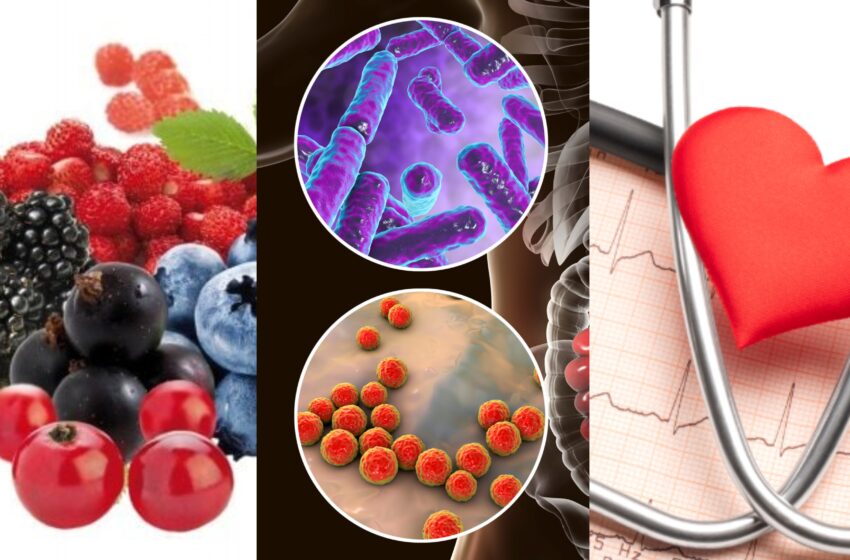  Flavonoidele, microbiomul și tensiunea arterială: Cum transformă bacteriile intestinale fructele de pădure într-un medicament natural pentru inimă