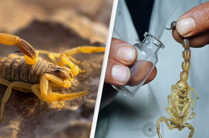  Cea mai scumpă otravă din lume, în valoare de 10 milioane de dolari: cine o cumpără și de ce?